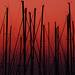 Dawn Canale Photo 2