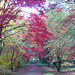 Alice Maple Photo 16