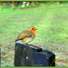 Robin Welsh Photo 11