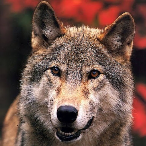 Janet French Photo 12