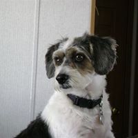 Sandy Looper Photo 5