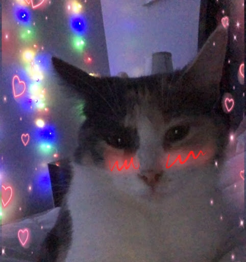 Jesse Meadows Photo 32