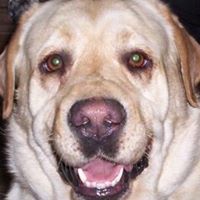 Oscar Walters Photo 7