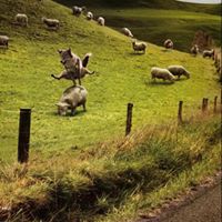 Steve Wolff Photo 19