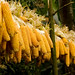 Jennifer Maize Photo 5