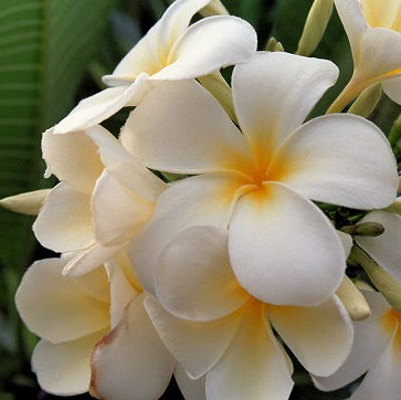 Julia Bartholomew Photo 6