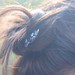 Annie Cheng Photo 10