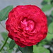 Janice Rosas Photo 11