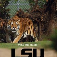 Mike Tiger Photo 6