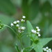 Billy Weed Photo 18