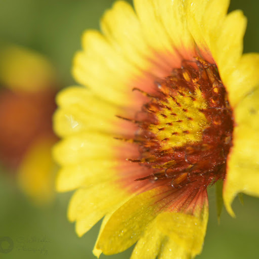 Carla Whitaker Photo 18