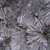 Chris Whipple Photo 40