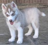 Eric Randle Photo 33