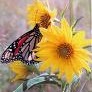 Elizabeth Hawk Photo 15