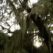 Debbie Moss Photo 48