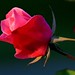 Rose Morning Photo 5