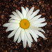 Marguerite Brown Photo 37