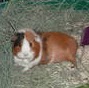 Julie Rowlands Photo 9