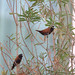 Robin Chestnut Photo 17