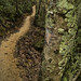 Lawrence Forest Photo 3