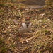 Gary Sparrow Photo 11