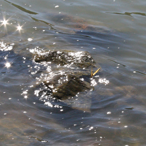 Julie Hooper Photo 10