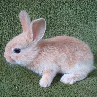 Jessica Read Photo 34