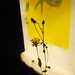 Colin Macleod Photo 9