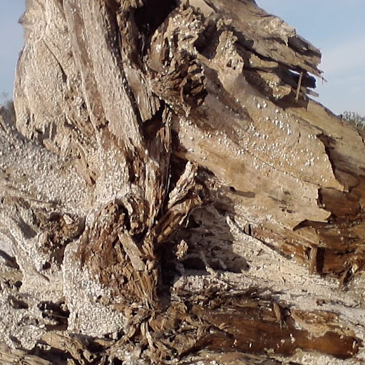 Stephanie Allison Photo 39