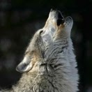 James Mcclintock Photo 36 James Mcclintock Photo 36