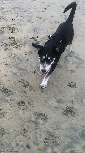 Victoria Rose Photo 38