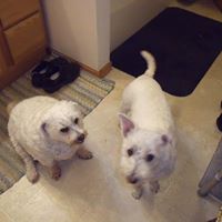 Bob Shields Photo 27