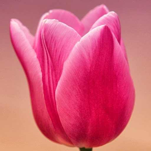 Muhammed Umar Photo 38