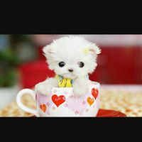 Sandy Scott Photo 30