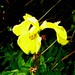 Frances Sharp Photo 24