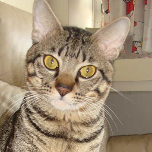 Samantha Fung Photo 6