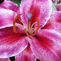 Jackie Mayfield Photo 13