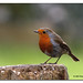 Robin Post Photo 21