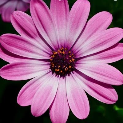 Sammy Francis Photo 17