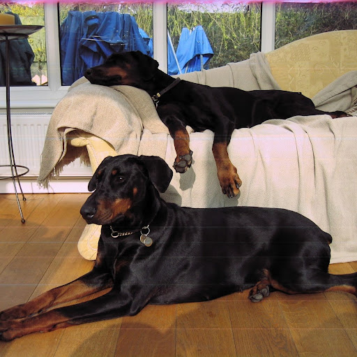 Carol Herman Photo 30