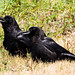 Casey Crow Photo 5