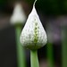 Bud Welsh Photo 14