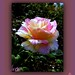 Fran Rose Photo 39