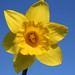 Jan Welsh Photo 26