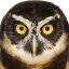 Robert Clapp Photo 13