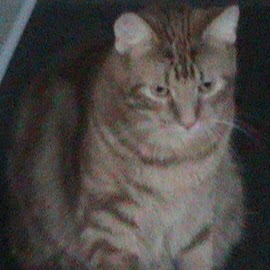 Debra Barton Photo 12