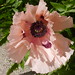 Deborah Peach Photo 17