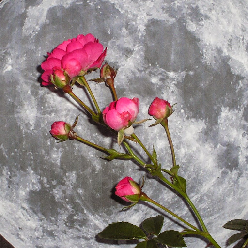 Margaret Ellis Photo 14