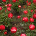 Rose Clark Photo 27