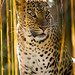 Luis Chiang Photo 18